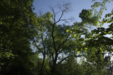 Bir şehir parkında bitki örtüsü