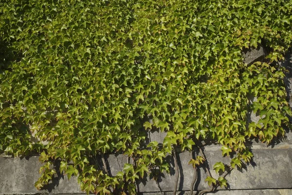 Spring Vegetation Urban Park — Stock Photo, Image