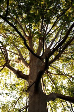 Şehir parkında bahar bitkileri