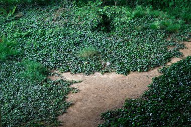 Şehir parkında bahar bitkileri