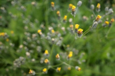 Spring vegetation in an urban park