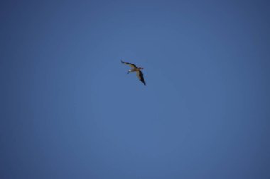 Leylekler havada uçuyor.