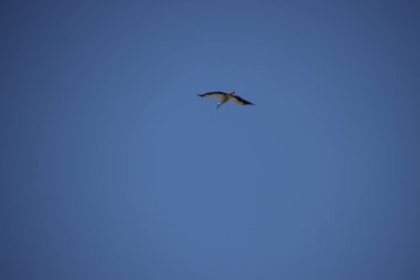 Leylekler havada uçuyor.