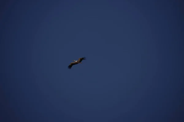 Stork Flying Air — Stock Photo, Image