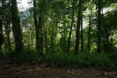 Kentsel bir ormanda bitki örtüsü