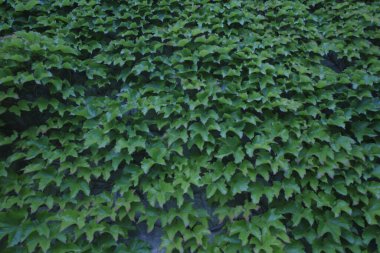 Bir şehir parkında bitki örtüsü