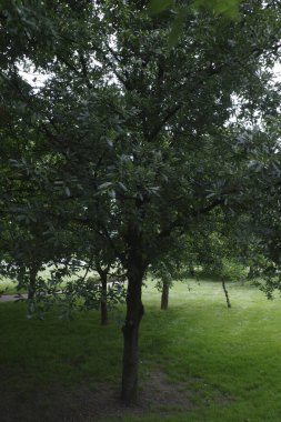 Bir şehir parkında bitki örtüsü