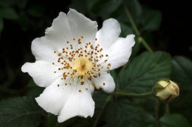 Kırsal kesimde bitki örtüsü