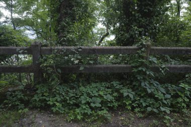 Parkta bitki örtüsü