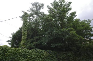 Parkta bitki örtüsü