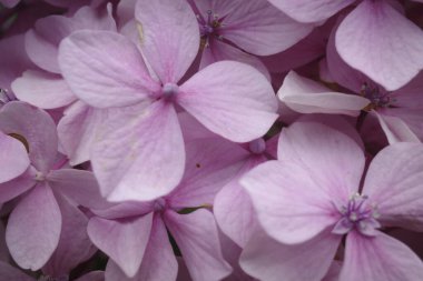 Parkta bitki örtüsü