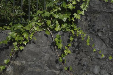 Parkta bitki örtüsü