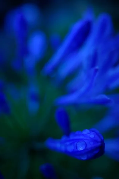 Flores Roxas Jardim — Fotografia de Stock