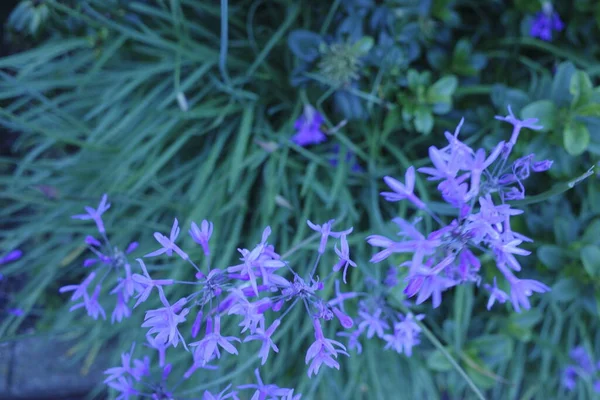Purple Flowers Garden — Stock Photo, Image