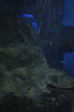 Akvaryumdaki bir akvaryumda balıklar