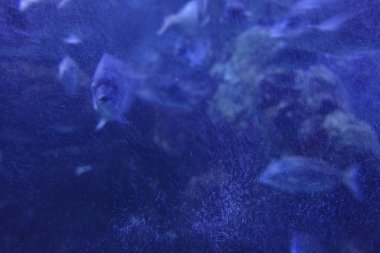 Akvaryumdaki bir akvaryumda balıklar