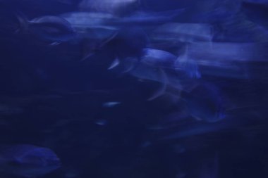 Fishes in a tank of an aquarium