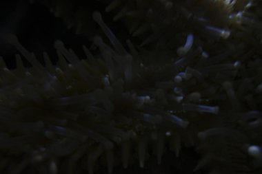 Akvaryumdaki bir akvaryumda balıklar