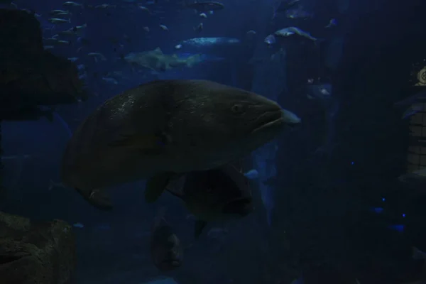 Fishes Tank Aquarium — ストック写真