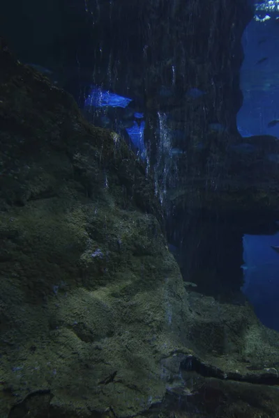 Fishes Tank Aquarium — Foto de Stock