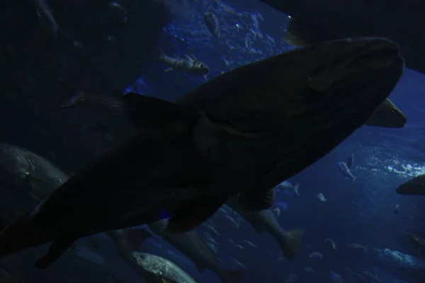 Fishes Tank Aquarium — Fotografia de Stock