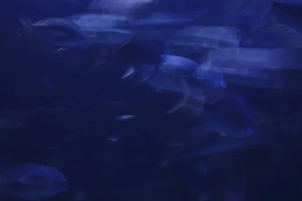 Fishes Tank Aquarium — Stockfoto