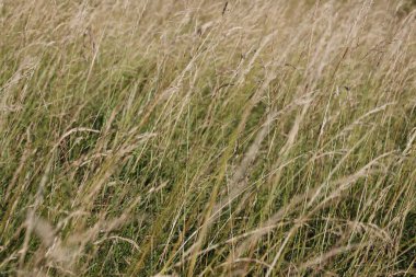 Kırsal kesimde bitki örtüsü