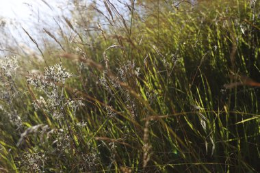 Bir şehir parkında bitki örtüsü