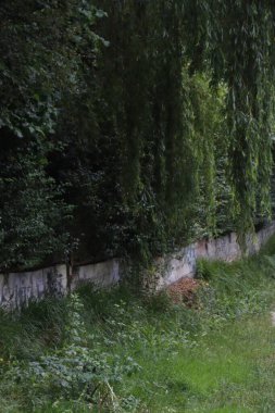 Bir şehir parkında bitki örtüsü