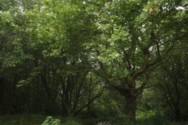 Bir şehir parkında bitki örtüsü