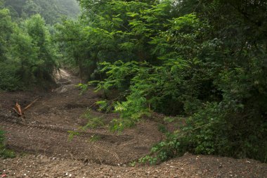 Bir şehir parkında bitki örtüsü