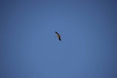 Leylek gökyüzüne doğru uçuyor