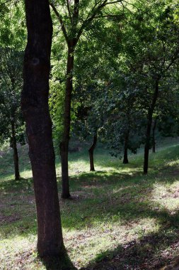 Kırsalda ilkbahar bitkileri