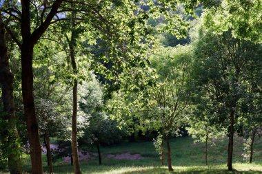 Kırsalda ilkbahar bitkileri