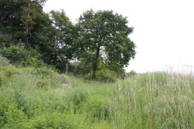 Kırsalda ilkbahar bitkileri