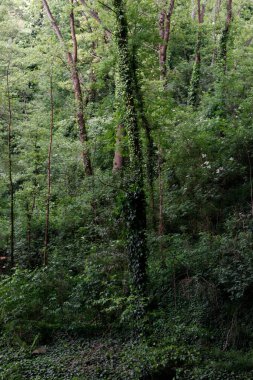 Bilbao yakınlarındaki bir halk parkında bitki örtüsü