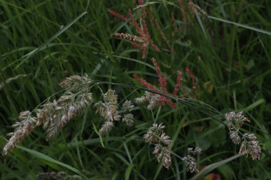Kırsalda ilkbahar bitkileri