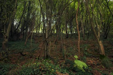 Bir şehir parkında bitki örtüsü