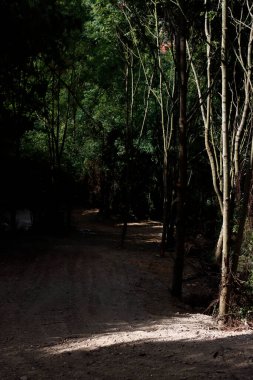 Bir şehir parkında bitki örtüsü