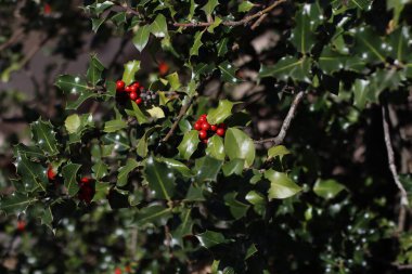 Bir şehir parkında bitki örtüsü