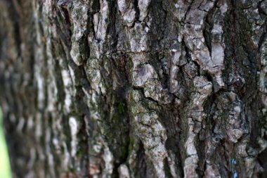 Bir şehir parkında bitki örtüsü