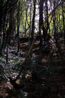 Bir şehir parkında bitki örtüsü