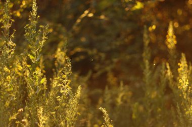 Sonbaharda bir ormanda akşam ışığı