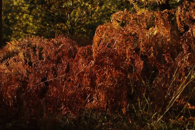 Sonbahar parkında şehir