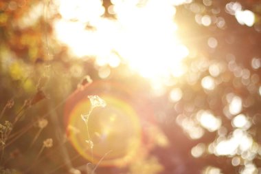 Şehir parkında sonbahar