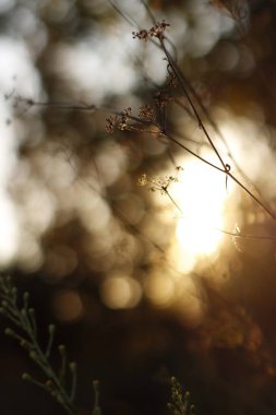 Şehir parkında sonbahar