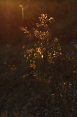 Şehir parkında sonbahar