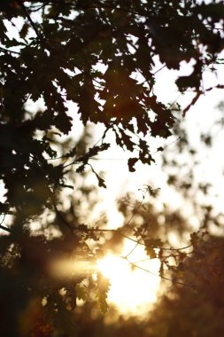 Şehir parkında sonbahar