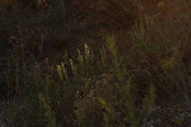 Şehir parkında sonbahar