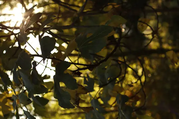 Herfst Een Stedelijk Park — Stockfoto